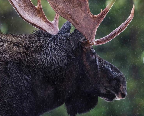 a black moose in the forest