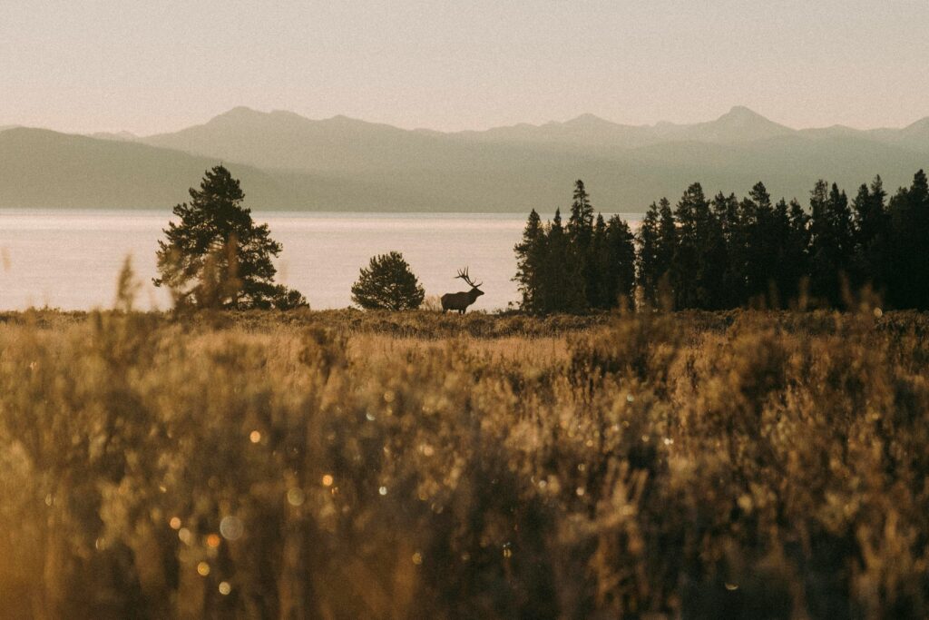 Elk standing in a field at sunrise, with mountains and trees in the background, representing the scenic beauty of Yellowstone and Grand Teton areas for Teton Expeditions tours.