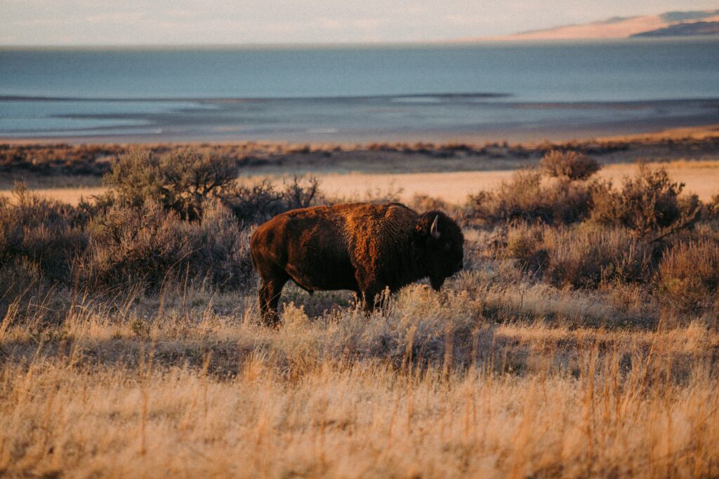 Bison grazing in the scenic landscape of Yellowstone, showcasing the natural beauty and wildlife experiences offered by Teton Expeditions.