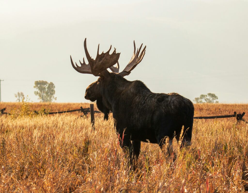 Moose standing in a golden grass field, showcasing the wildlife of the Teton and Yellowstone areas, emphasizing outdoor adventure experiences offered by Teton Expeditions.