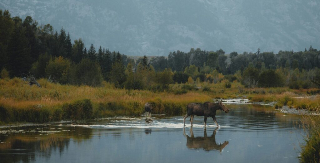 Moose wading through a serene river surrounded by lush greenery and mountains, showcasing the natural beauty of Teton and Yellowstone areas, ideal for scenic tours.