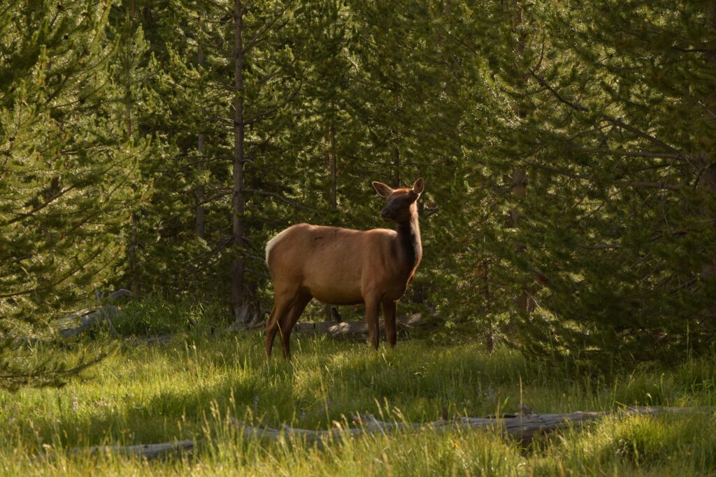 Elk standing in a lush green meadow surrounded by tall trees, representing the wildlife experiences available on Teton Expeditions tours.