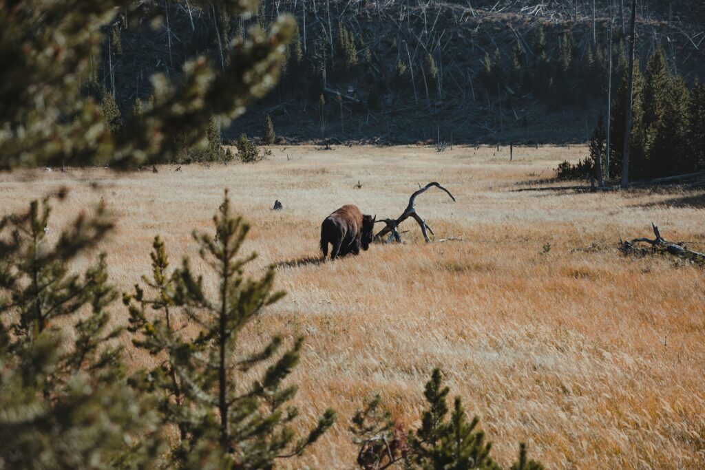 Bison grazing in golden grassland surrounded by trees in Yellowstone National Park, highlighting the scenic beauty of Teton Expeditions tours.