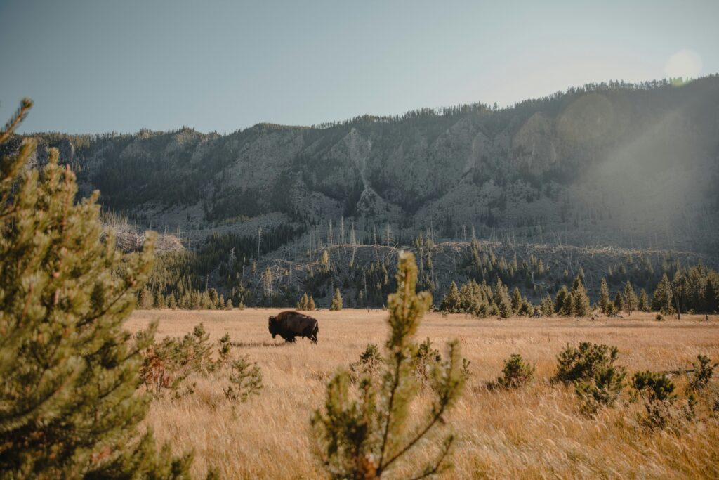 Bison grazing in a grassy field with mountains in the background, showcasing the natural beauty of the Yellowstone area, relevant to Teton Expeditions' scenic tours.