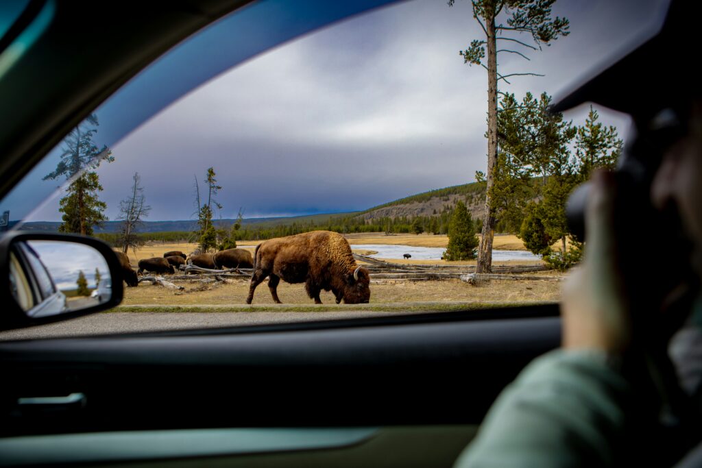Bison grazing near road in Yellowstone National Park, viewed from car window, showcasing scenic wildlife experience.