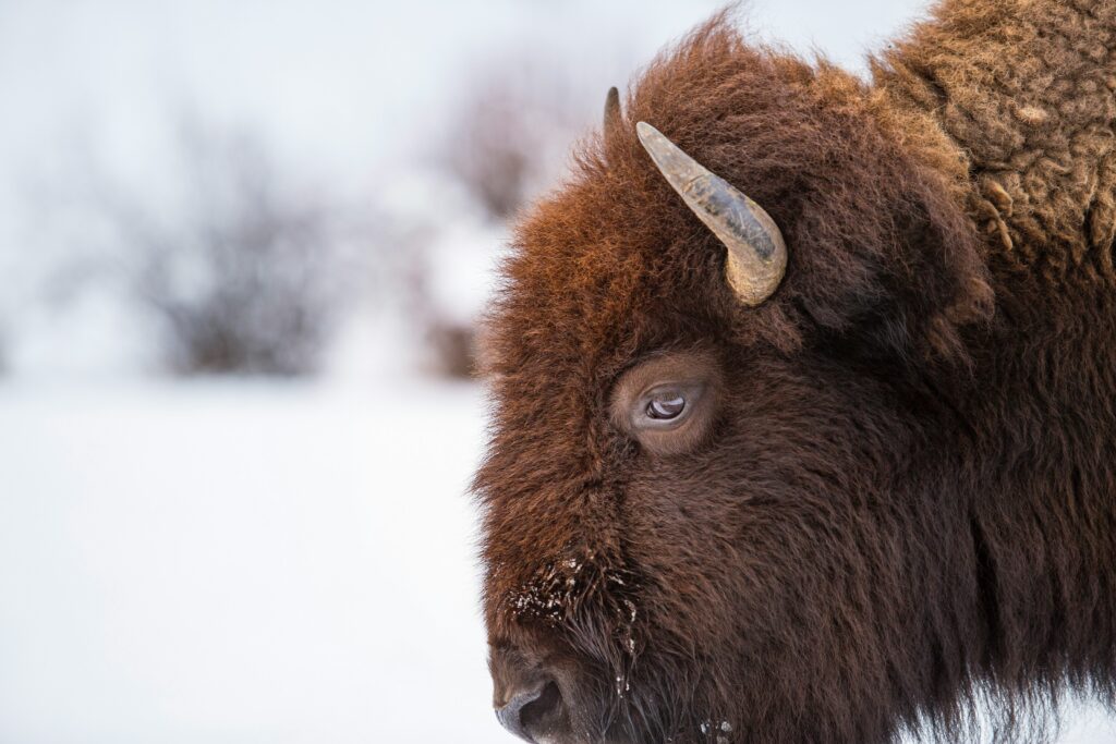 Close-up of a bison's head in a snowy landscape, showcasing its thick fur and prominent horns, highlighting the wildlife experience in Yellowstone and Grand Teton areas.