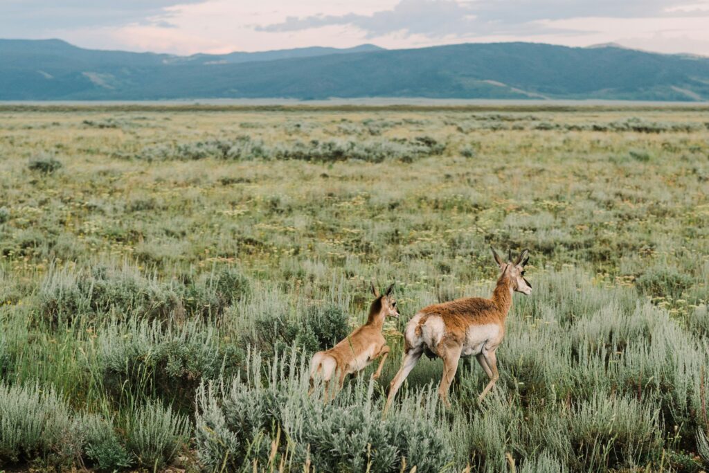 Mother and fawn pronghorn antelope grazing in a lush green field with mountains in the background, showcasing the natural beauty of the Teton and Yellowstone areas.