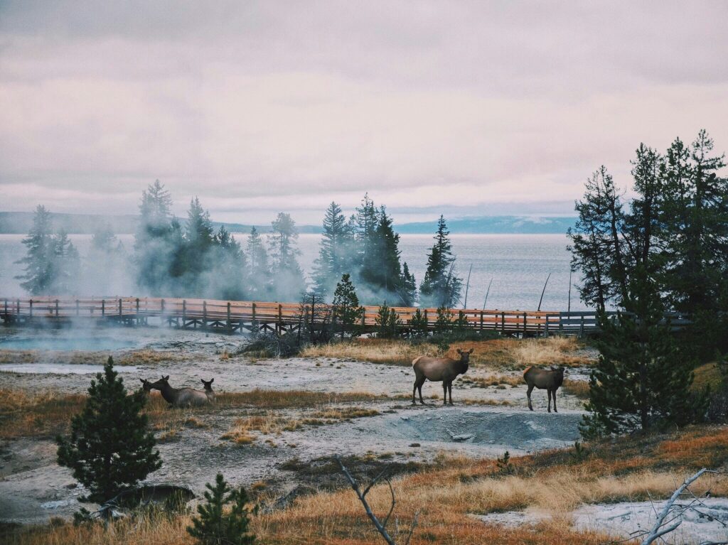Elk grazing in Yellowstone National Park with a misty landscape and wooden boardwalk in the background, showcasing scenic beauty and wildlife experiences offered by Teton Expeditions.
