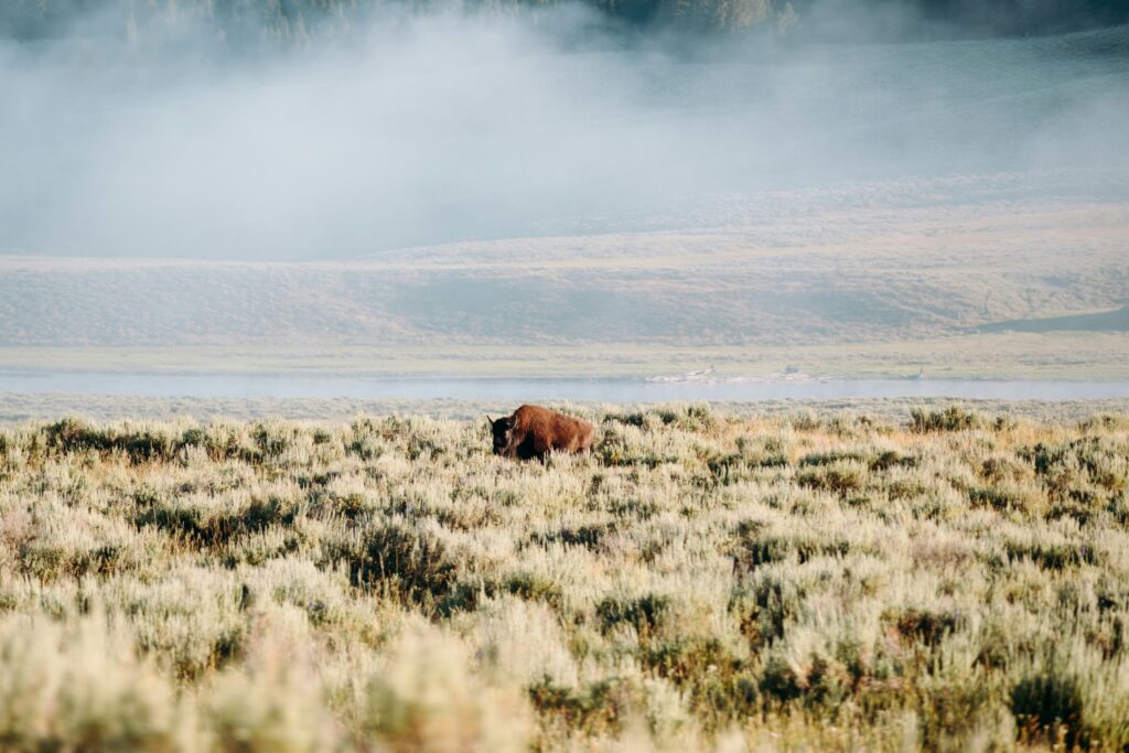 Bison grazing in a misty field, showcasing the natural beauty of Yellowstone, highlighting outdoor adventure opportunities with Teton Expeditions.