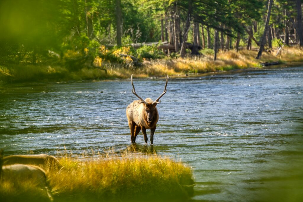 Elk standing in a river surrounded by lush greenery and trees, showcasing the natural beauty of Yellowstone, highlighting outdoor adventures offered by Teton Expeditions.