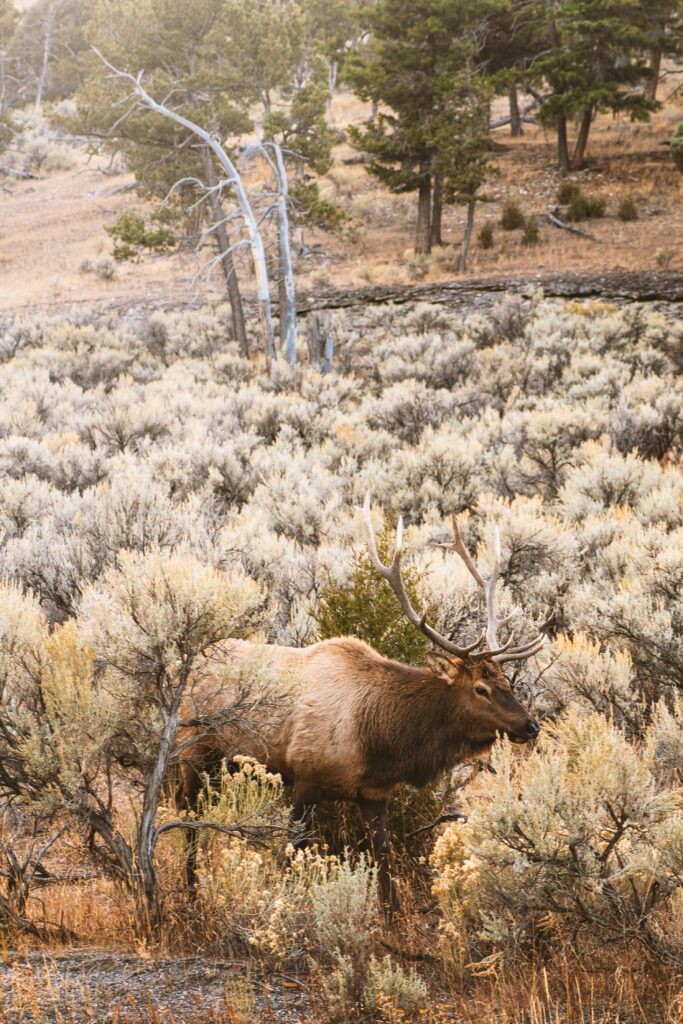 Elk grazing in a sagebrush landscape, surrounded by trees, highlighting the natural beauty of the Teton and Yellowstone areas.