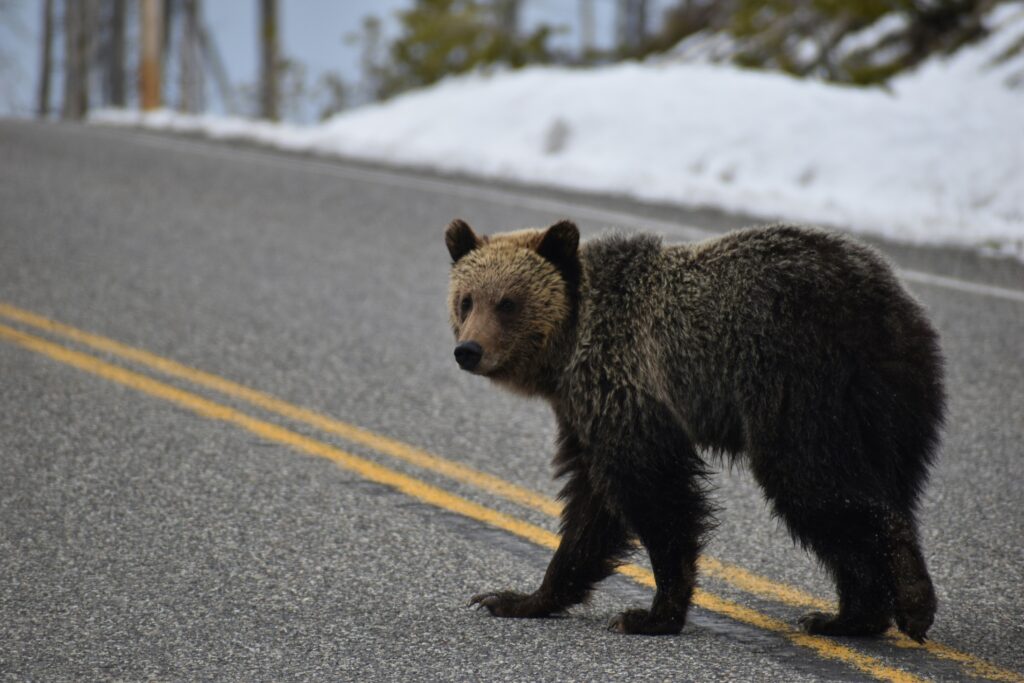 Grizzly bear crossing a snowy road in Yellowstone National Park, showcasing wildlife encountered on Teton Expeditions scenic tours.