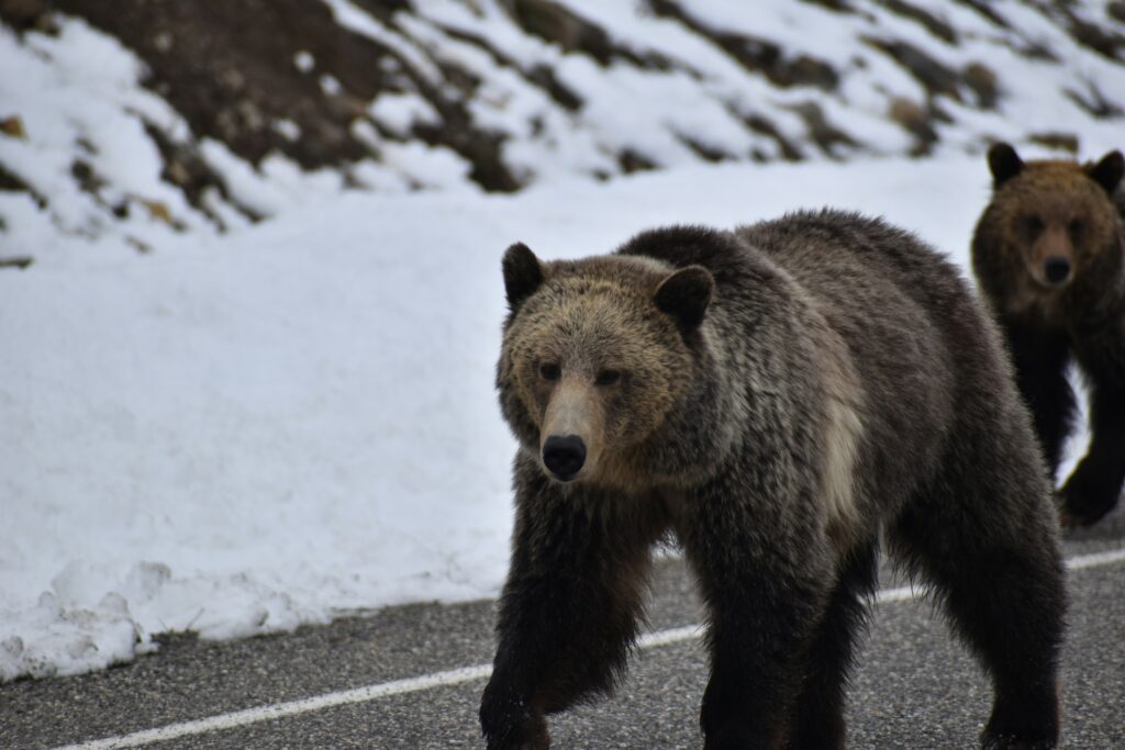 Grizzly bears walking along a snow-covered road in Yellowstone, showcasing the wildlife experiences available through Teton Expeditions.