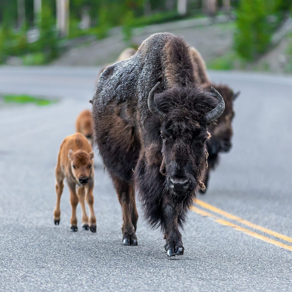 Bison and calf walking along a road in Yellowstone National Park, highlighting the wildlife experiences offered by Teton Expeditions.