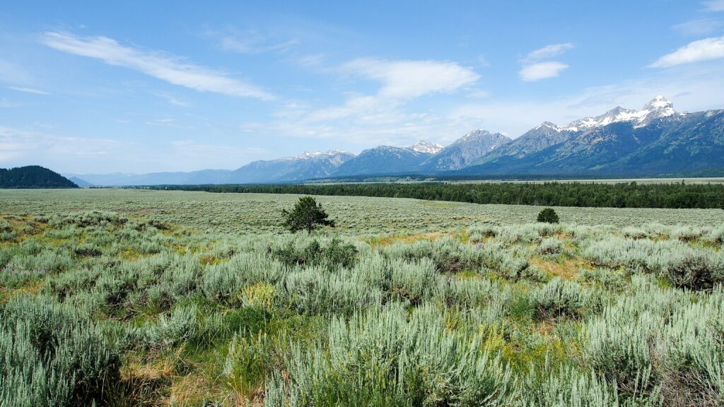 Expansive sagebrush field with distant snow-capped mountains under a clear blue sky, representing the scenic beauty of Teton and Yellowstone areas for Teton Expeditions tours.