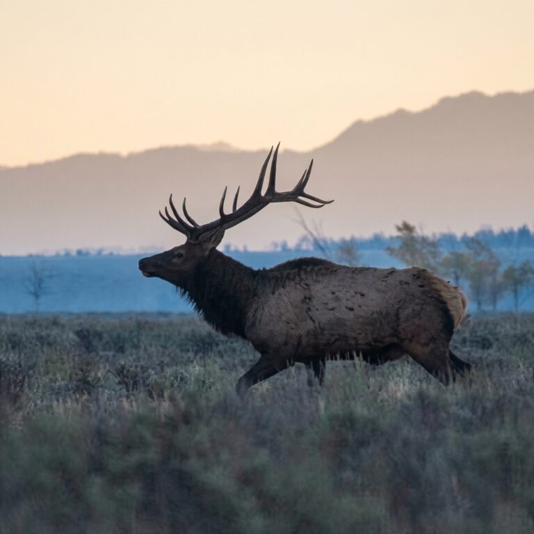 Sunrise Grand Teton Wildlife Adventure