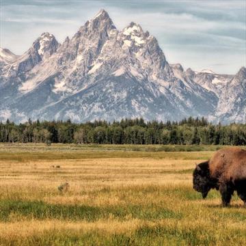 Sunrise Grand Teton Wildlife Adventure and Classic Whitewater Adventure