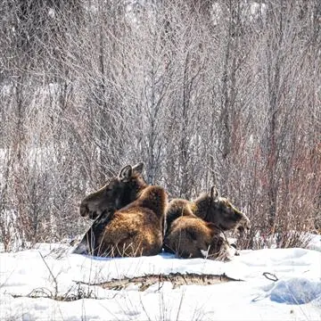 Winter Full Day Grand Teton National Park