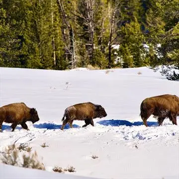 Winter Sunrise Grand Teton Wildlife Adventure
